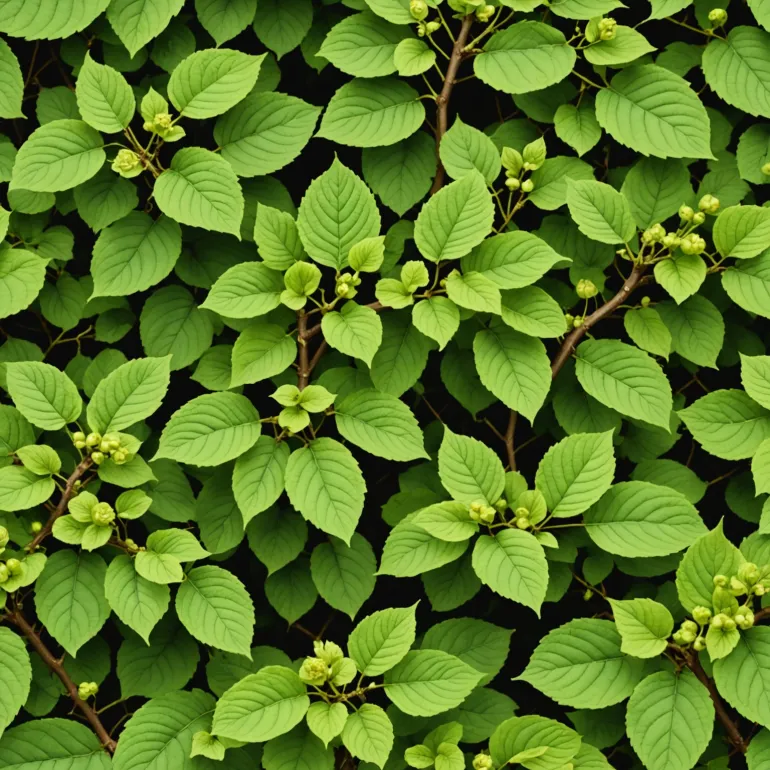 Разбираемся с хейзел дрю: от А до Я